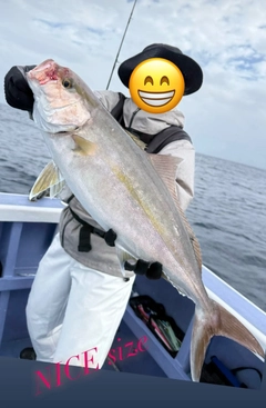 カンパチの釣果