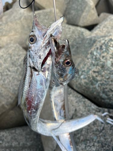 タチウオの釣果