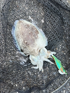 コウイカの釣果