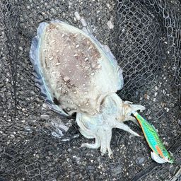 コウイカ