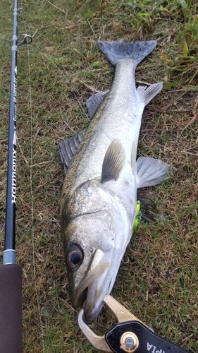 釣果