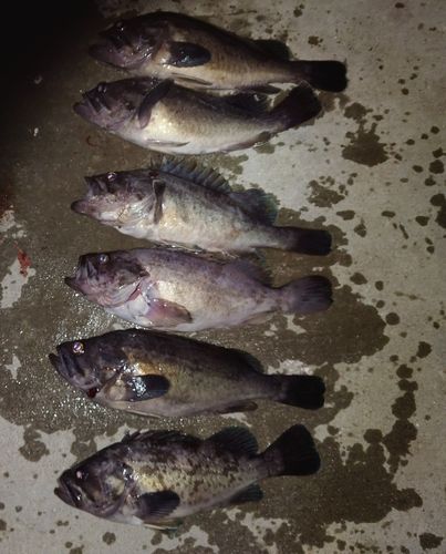 クロソイの釣果