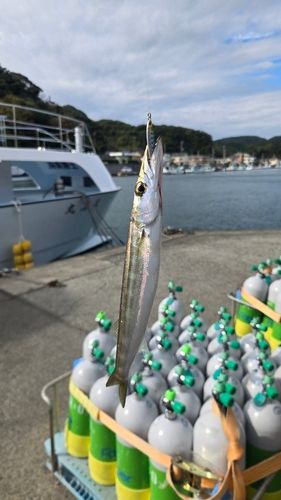 ヤマトカマスの釣果