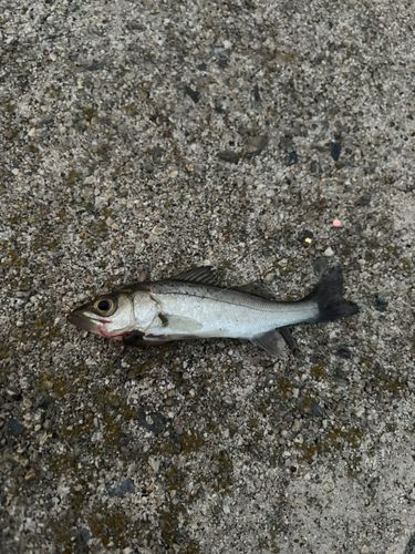 衣浦湾