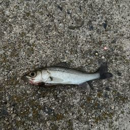 フッコ（マルスズキ）