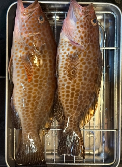 オオモンハタの釣果