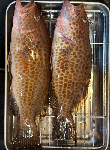 オオモンハタの釣果