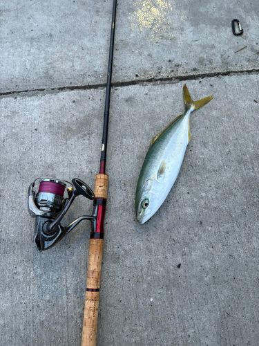 ワカシの釣果