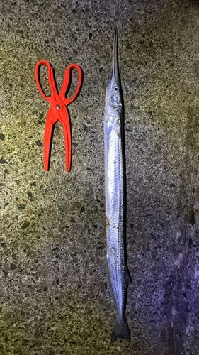 ダツの釣果