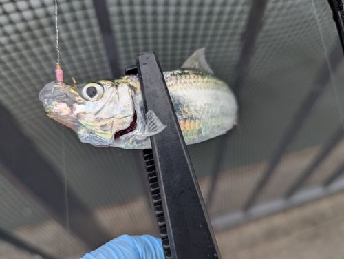サッパの釣果