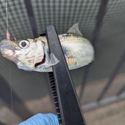 サッパ