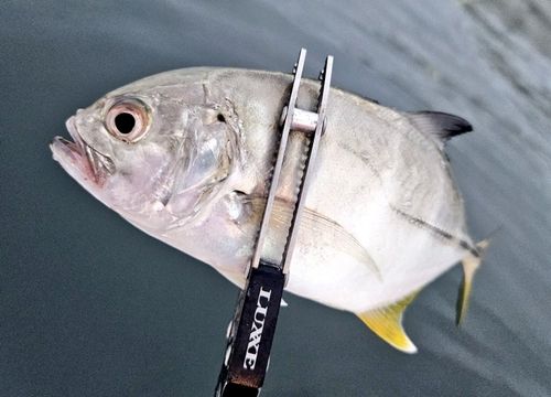ギンガメアジの釣果