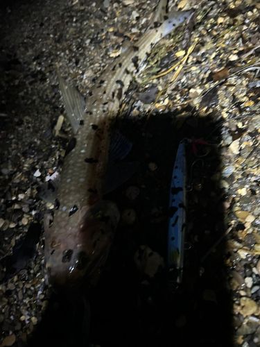 エソの釣果