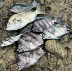 チヌの釣果