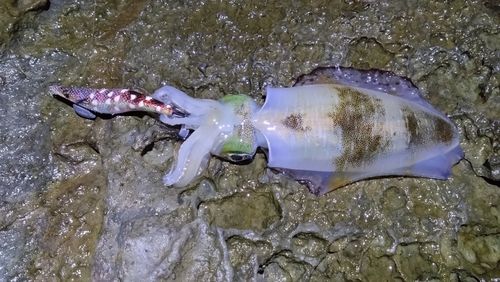 アオリイカの釣果