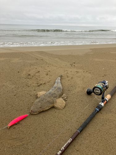 マゴチの釣果