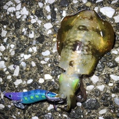 アオリイカの釣果
