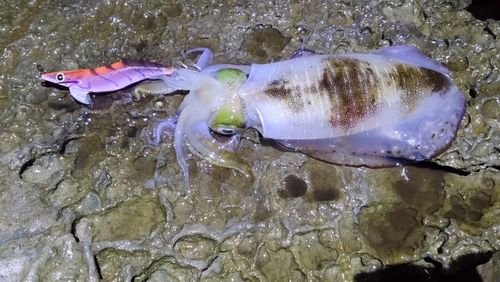 アオリイカの釣果