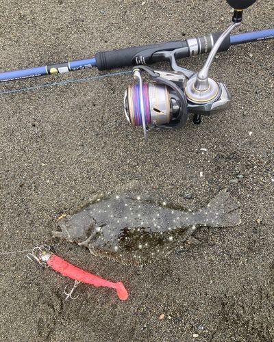 ソゲの釣果