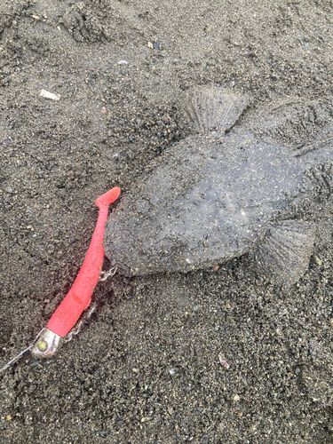 マゴチの釣果