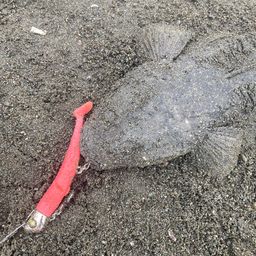 マゴチ