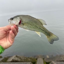 ブラックバス