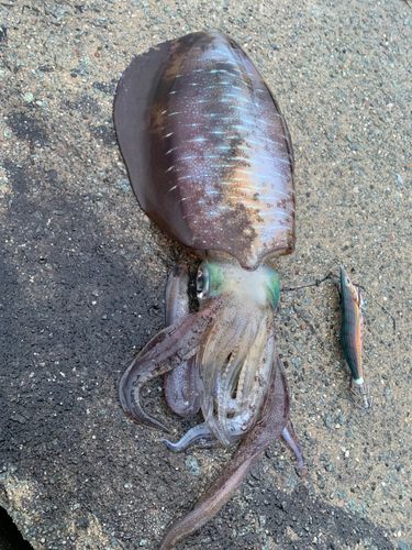 アオリイカの釣果
