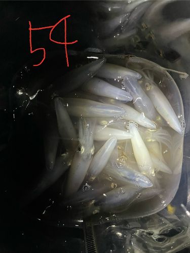 マメイカの釣果
