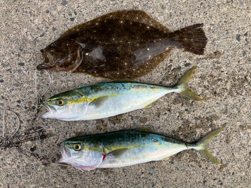 ヒラメの釣果