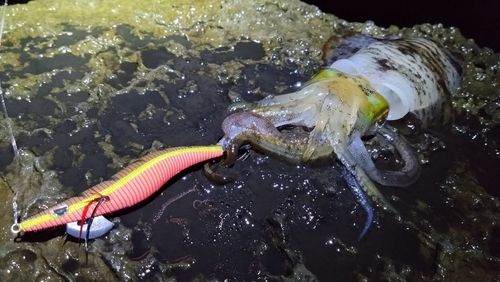 アオリイカの釣果
