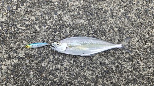 ミナミイケカツオの釣果