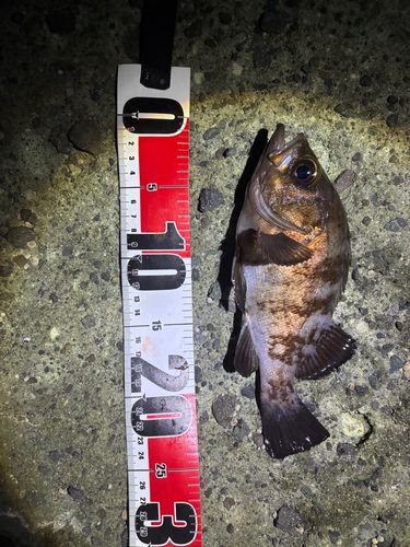 シロメバルの釣果