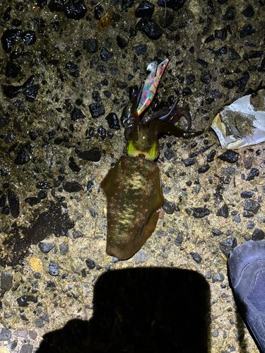 アオリイカの釣果