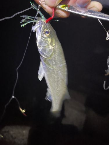 セイゴ(マルスズキ)の釣果