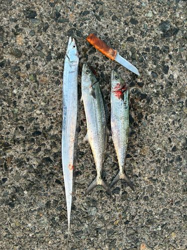 サゴシの釣果