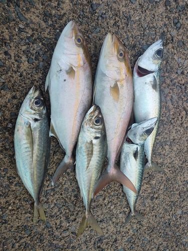 アカビラの釣果