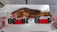 キジハタの釣果