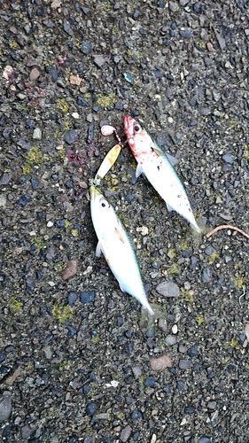サバの釣果