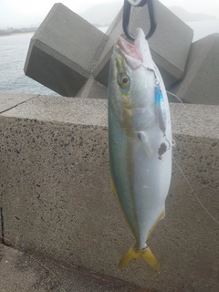 ハマチの釣果