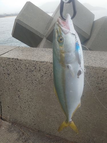 ハマチの釣果