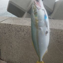 ハマチ