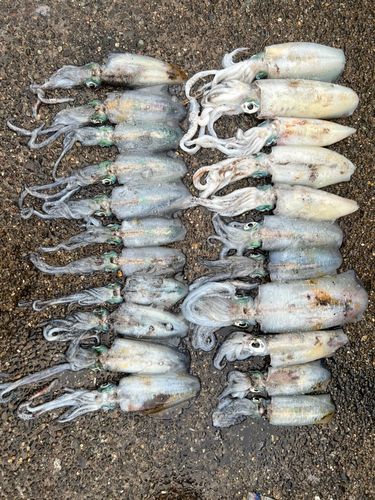 アオリイカの釣果