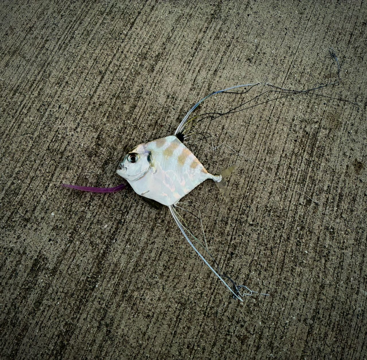 OLYMPIC 22コルト・プロトタイプ 23GCORPS-642UL-HSの最安値・インプレ