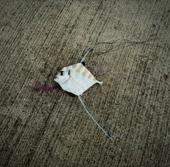 イトヒキアジの釣果