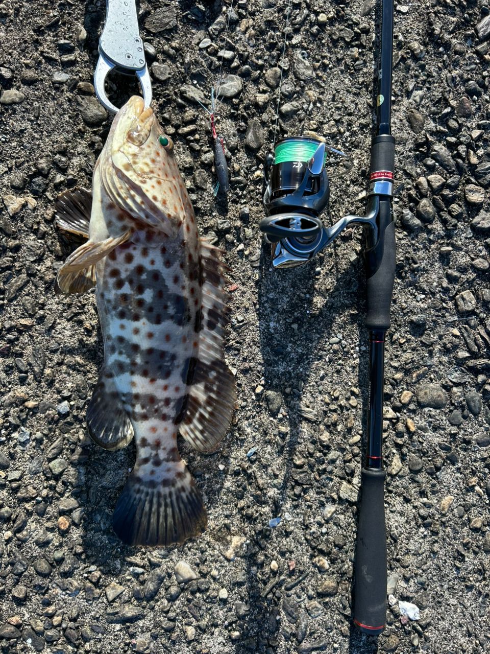 チャイロマルハタ