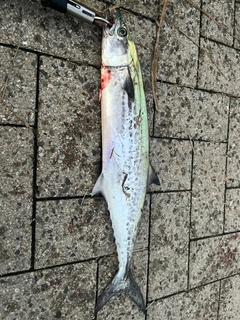 サゴシの釣果