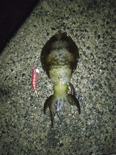 豊浜漁港