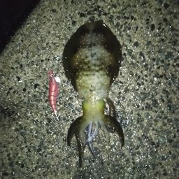 アオリイカ