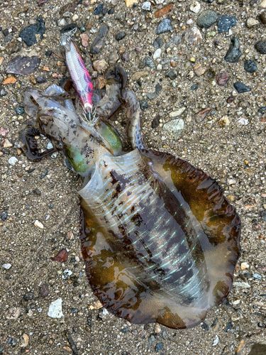 アオリイカの釣果