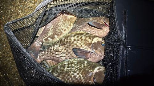 メジナの釣果
